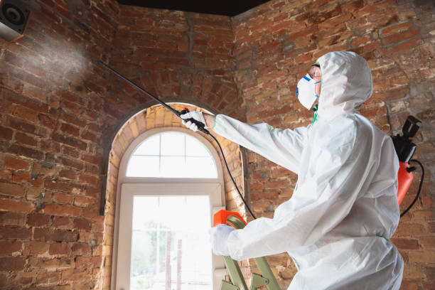 Best Emergency Mold Remediation in USA